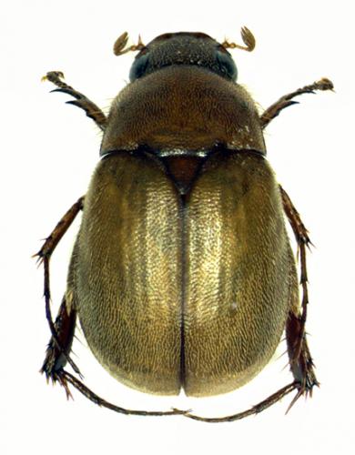 Euronycha sp.