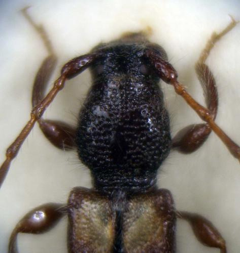 Glaphyra marmottani