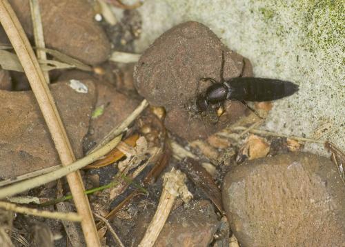 Tasgius sp.