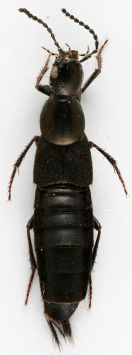 Philonthus decorus