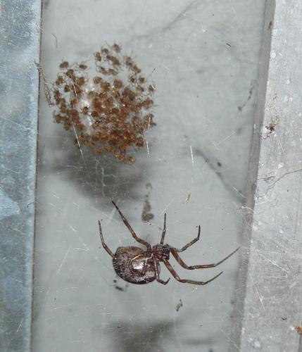 Réf. 51 125 : Steatoda nobilis