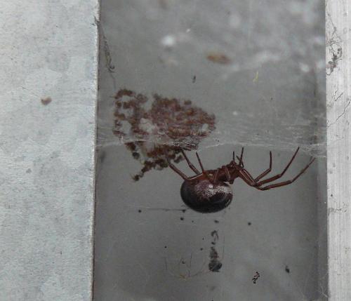 Réf. 51 126 : Steatoda nobilis
