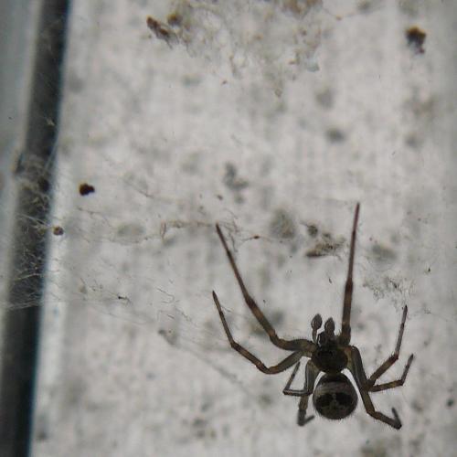 Réf. 51 128 : Steatoda nobilis