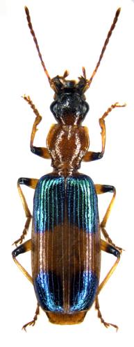 Réf. 51 717 : Stenocallida fasciata