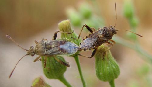 Réf. 51 176 : Stictopleurus punctatonervosus