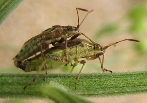 Stictopleurus punctatonervosus