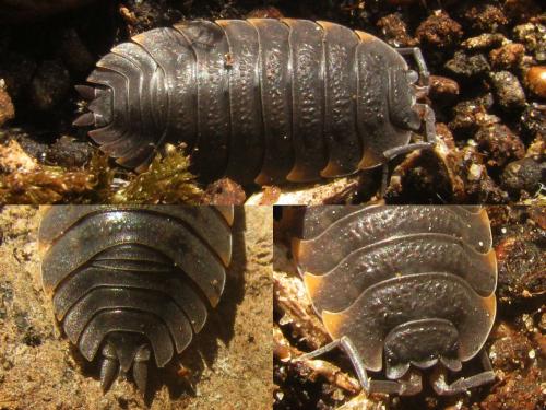 Trachelipus ratzeburgii