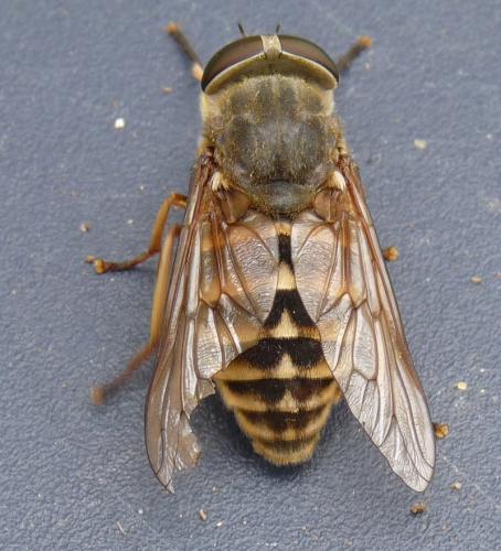 Réf. 51 025 : Tabanus sp.