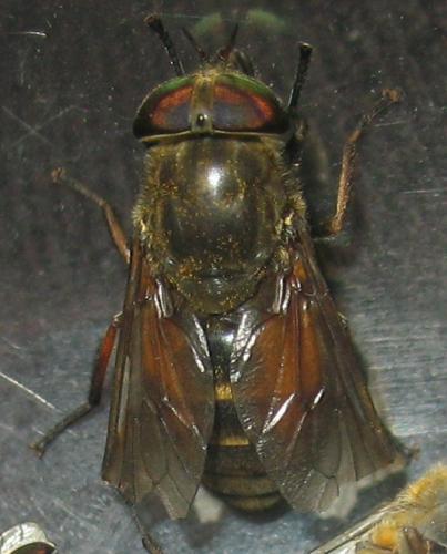 Réf. 51 407 : Hybomitra sp.