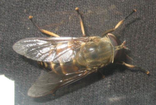 Réf. 51 382 : Tabanus sudeticus