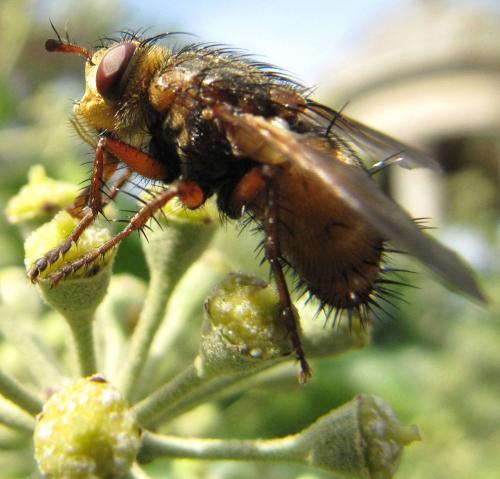 Tachina fera