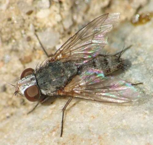 Taxigramma stictica