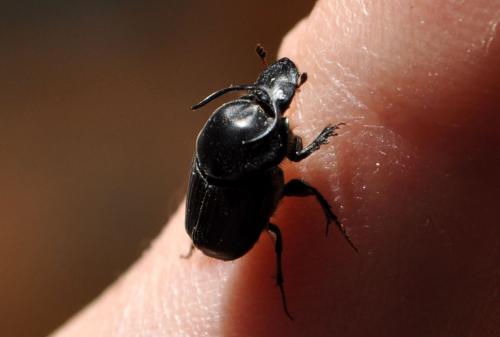 Onthophagus taurus