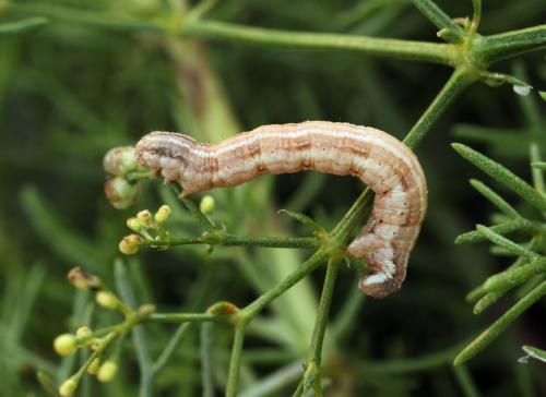 Réf. 51 839 : Camptogramma bilineata