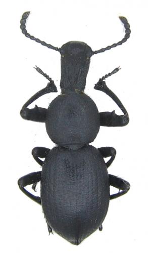 Cephalostenus orbicollis