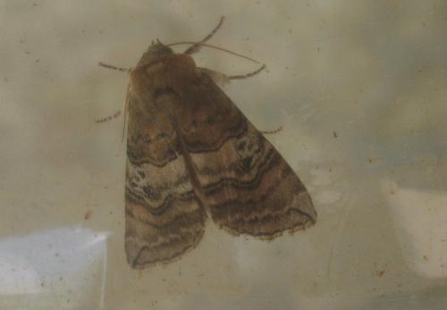 Réf. 51 380 : Tethea ocularis