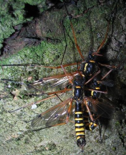 Ctenophora flaveolata