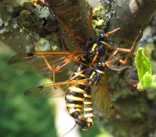 Ctenophora flaveolata