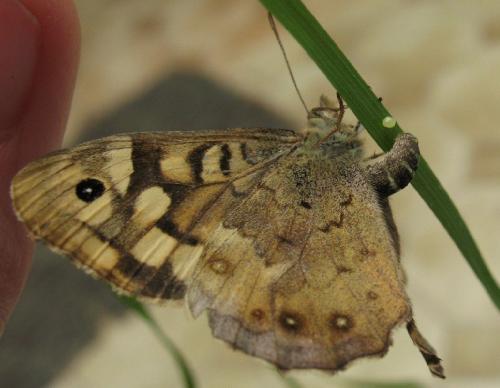 Pararge aegeria