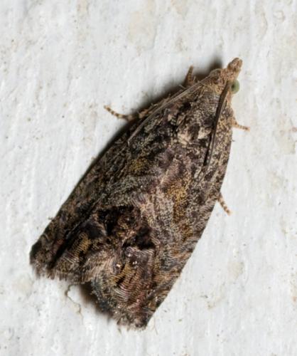 Réf. 51 688 : Cydia splendana