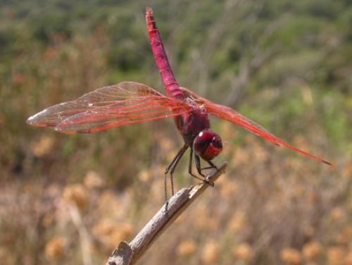 Trithemis annulata