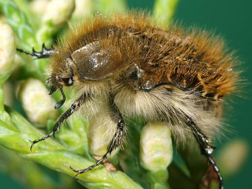Réf. 51 562 : Tropinota sp.