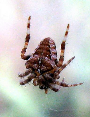 Réf. 51 939 : Araneus sp.