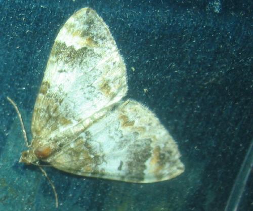 Réf. 51 290 : Dysstroma sp.