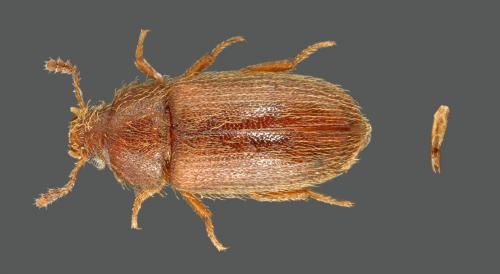 Typhaea stercorea