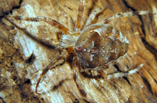 Araneus diadematus