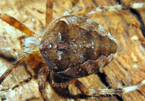 Réf. 51 559 : Araneus diadematus