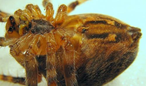 Réf. 51 552 : Araneus diadematus
