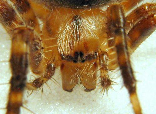 Araneus diadematus