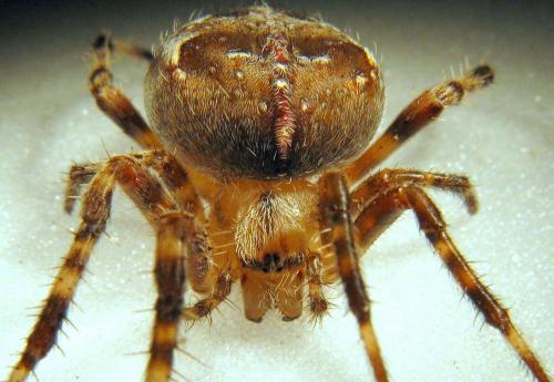 Araneus diadematus
