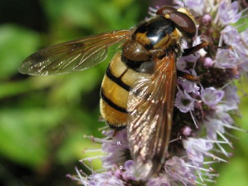 Réf. 51 211 : Volucella inanis