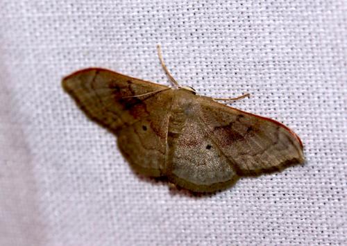 Idaea rubraria