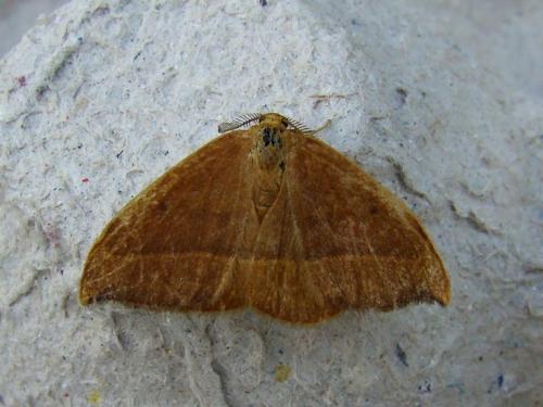 Watsonalla cultraria