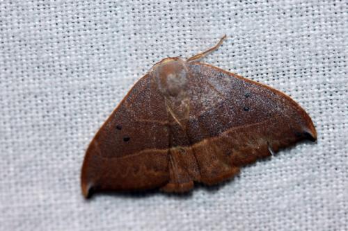Watsonalla sp.
