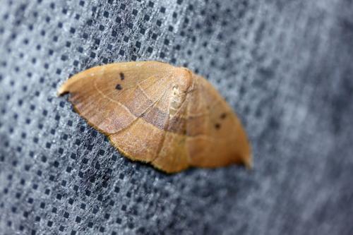 Watsonalla uncinula