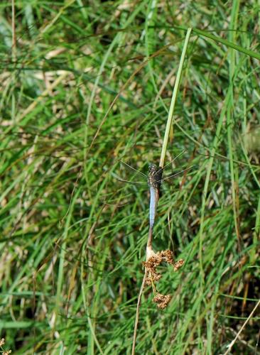 Orthetrum coerulescens