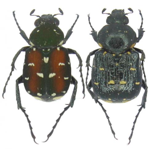 Réf. 51 715 : Paratrichius turnai