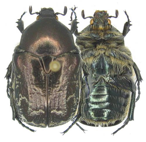 Netocia agglomerata