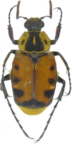 Réf. 51 721 : Paratrichius tigris