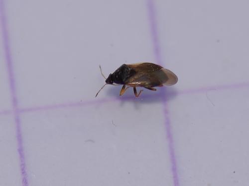 Orius sp.