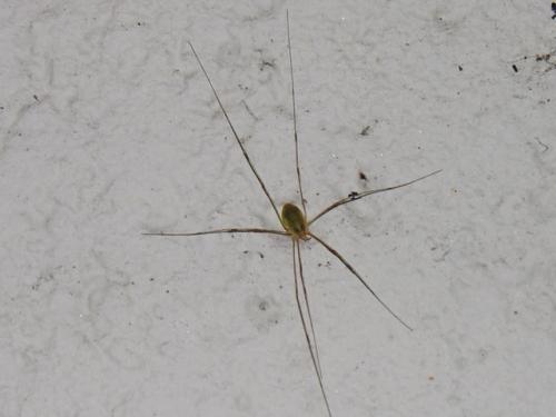 Réf. 51 304 : Opilio sp.