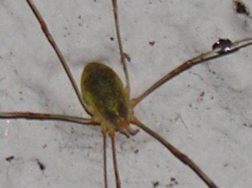 Opilio sp.