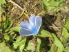 51155 – Photo : pierric – France (54)