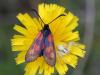 51348 – Photo : fabian constant – Belgique
