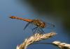 51052 – Photo : Antoine Guibentif – France (74)