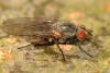 51778 – Photo : Christine DEVILLERS – Belgique